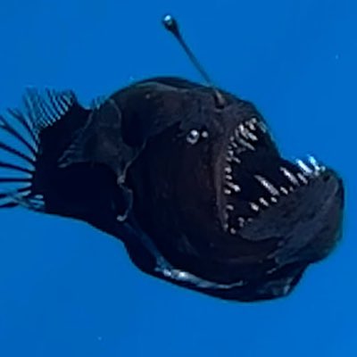 Yes I love her. #legend #icon #Fashionista #rip #elonrealllllyhatesjews #NewProfilePic