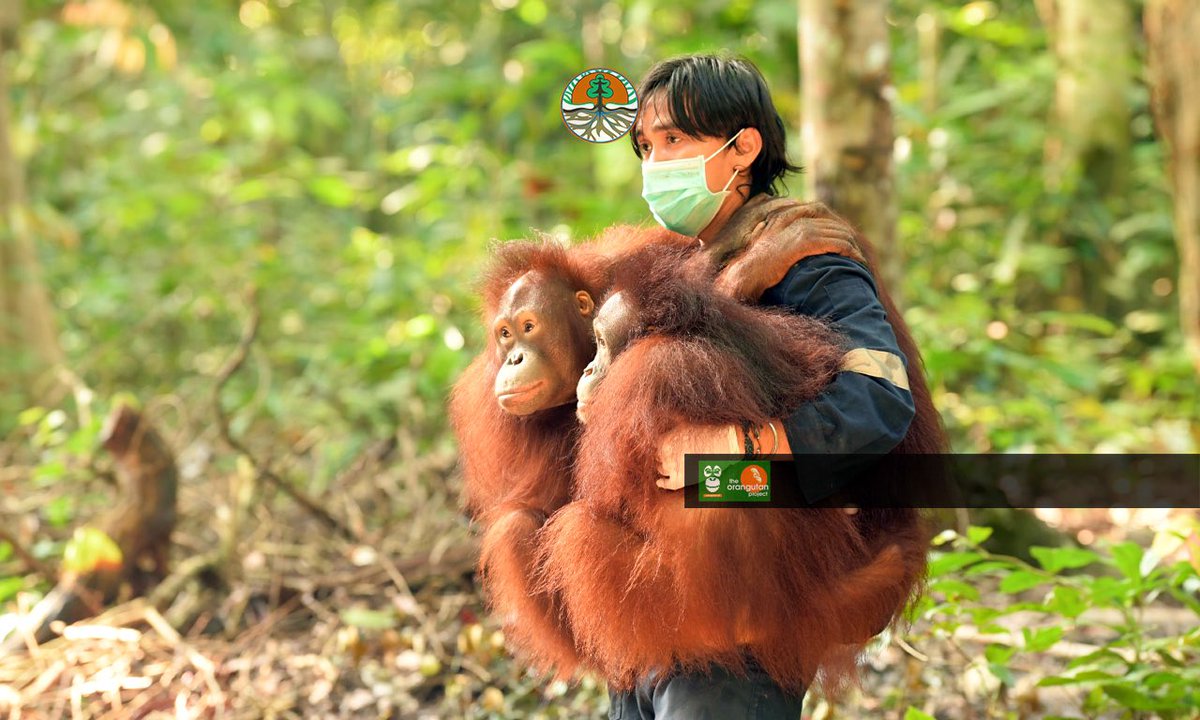 indiratendi's tweet photo. Ada kah yang tertarik kerja merawat bayi-bayi orangutan?

Centre for Orangutan Protection (COP) sedang membuka beberapa lowongan, antara lain dokter hewan, paramedis, dan animal keeper untuk merawat orangutan di pusat rehabilitasi. https://t.co/gkex8z1YRl