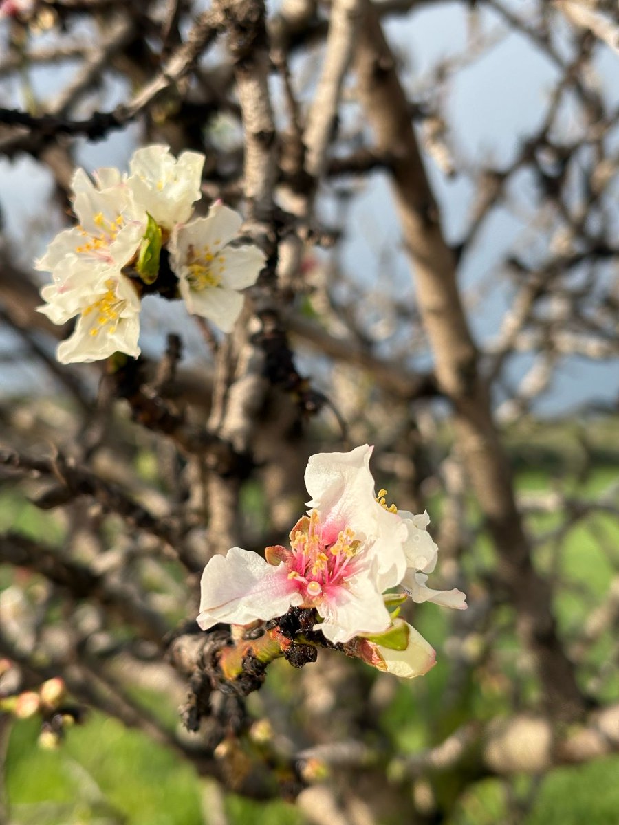 TrueMedtx's tweet image. Happy Tu BiShvat! 📷📷 A time to celebrate nature, growth, and new beginnings. May this day bring prosperity and renewal to all! #TuBiShvat #NewBeginnings