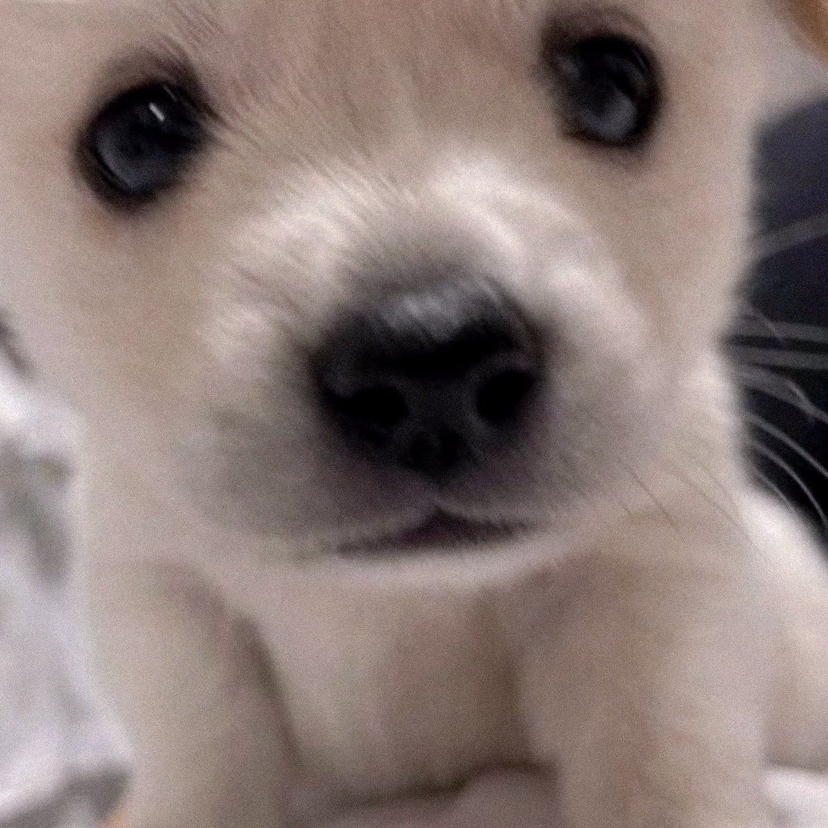 강아디 얼빡셀카 귀여워˳˳