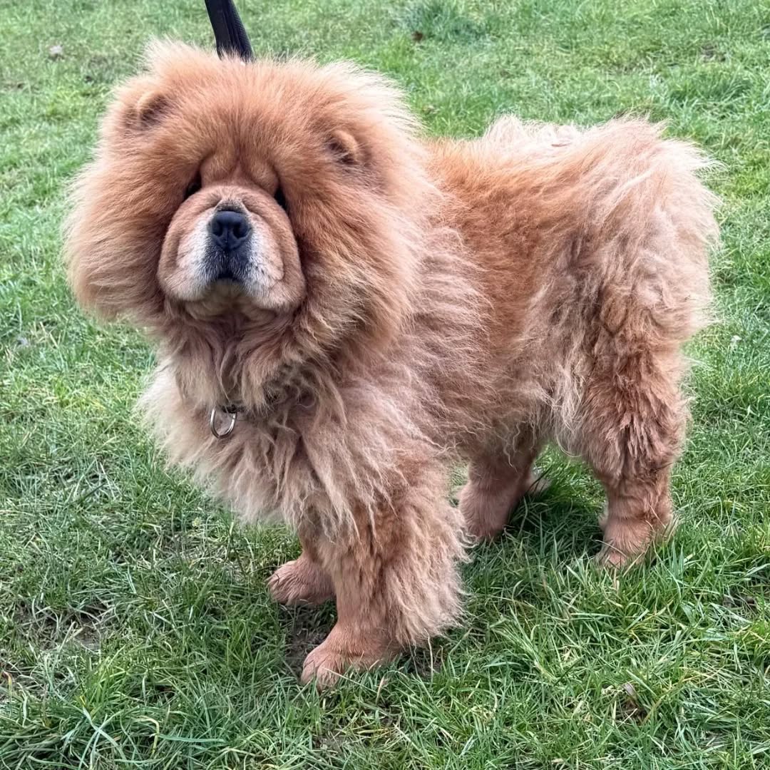 Please retweet, appeal for  information, a rescue shelter space and a groomer for this abandoned dog found #SWALE #KENT #UK  - Now in a council pound, neglected poor condition💔💔💔
This is an updated post for the female Chow Chow, now named Jacqueline, who was found straying