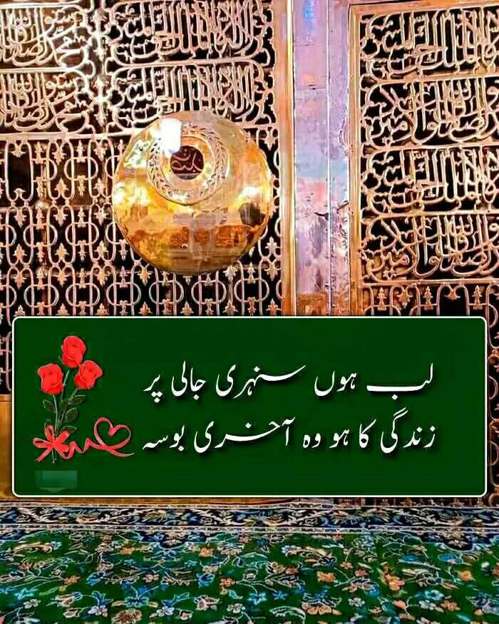 Zareena Afridi🫅 tweet media
