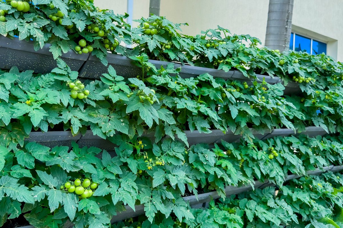 Our hydroponic vertical farm supports a variety of crops, including tomatoes, cabbage, lettuce, kale, strawberries, &amp; more.
We are currently preparing to harvest cherry tomatoes, lettuce, and cabbages.

You can have a farm like this at your home! 
📞 Call us on 4127 to learn more