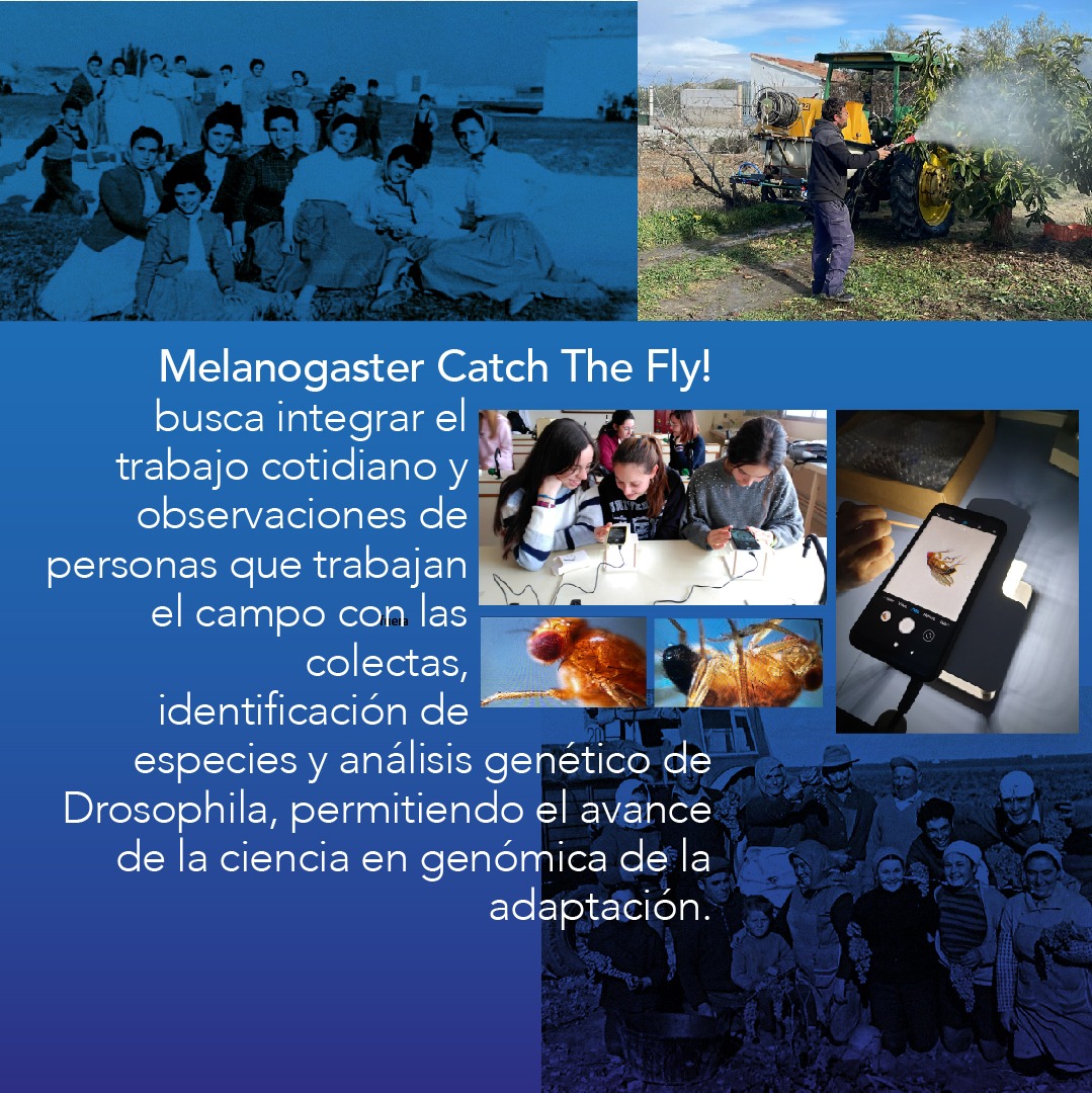 LCATMon's tweet image. 🦟🔬"Time Flies!" #MelanogasterCTF #CienciaCiudadana para recuperar el Conocimiento Local y la Memoria Colectiva
🌾 Con la colaboración de estudiantes, docentes y personas que trabajan el campo, y su potencial en la investigación científica.
Los Portales, #Tomelloso
🗓️ 15/feb…