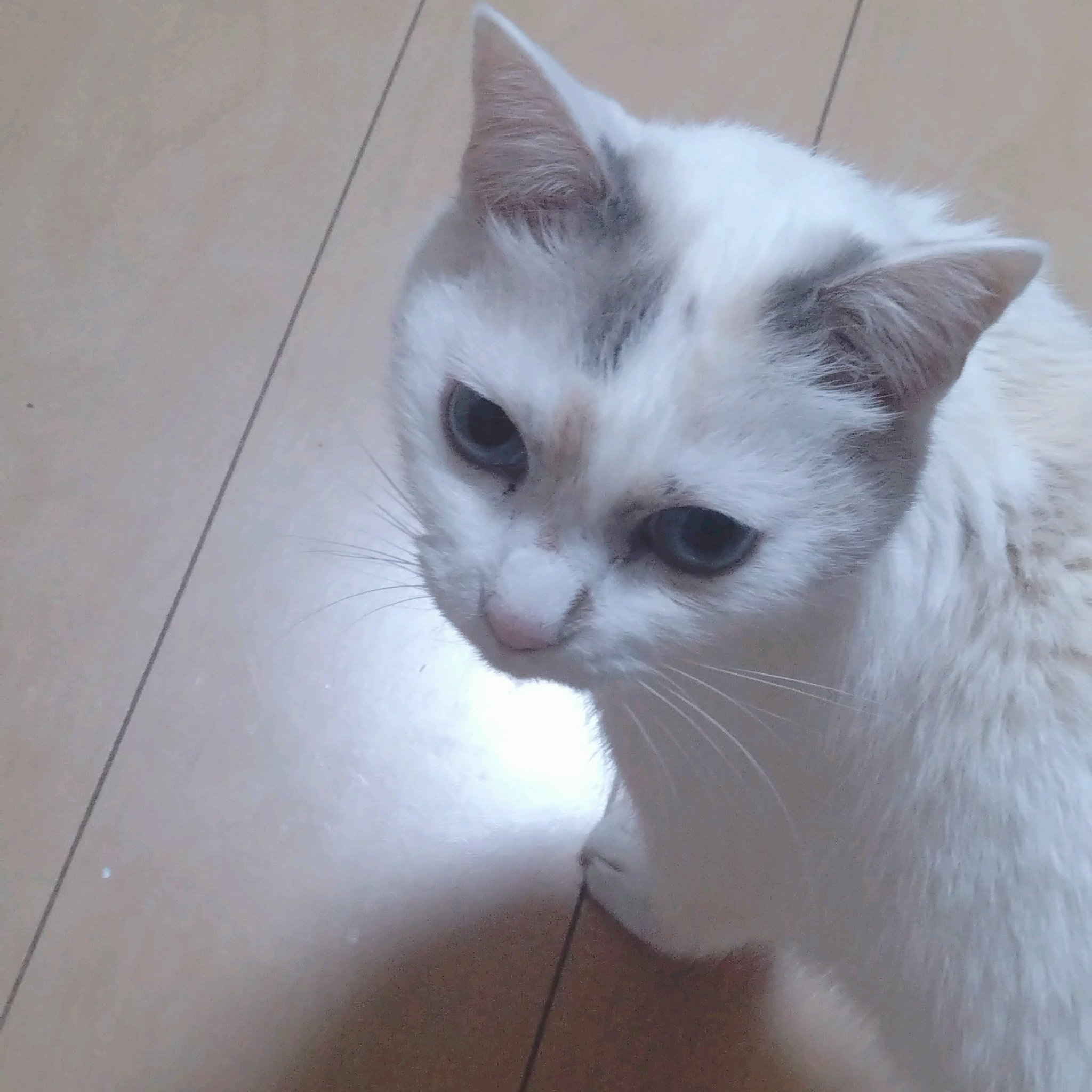 ネコみう ぼうみたいなねこ ぬいぐるみL【全5種】 – nipopo