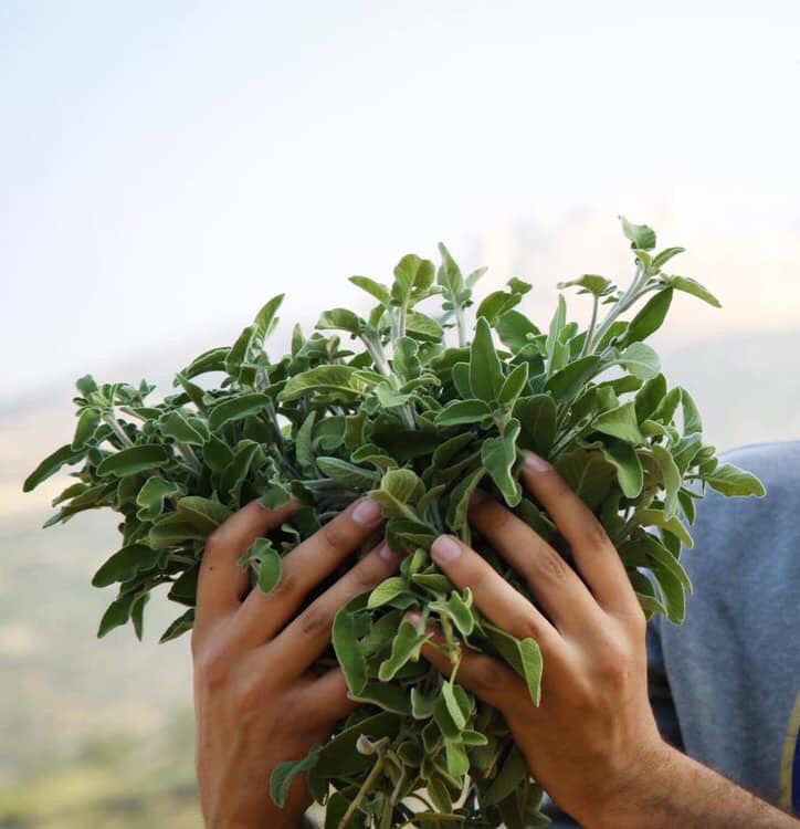 انثروا الميرمية على سفوح وجبال عمان والمحافظات والقرى والمخيمات حتى لا يقال ان احداً مات ممغوصاً من استقبال جلالة الملك