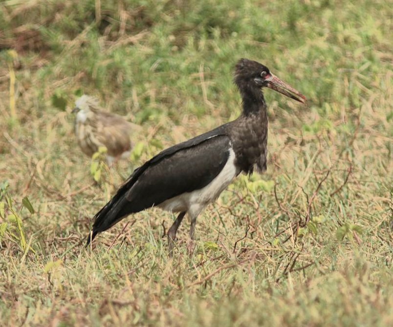 Kartong Bird Observatory 🇬🇲 tweet media