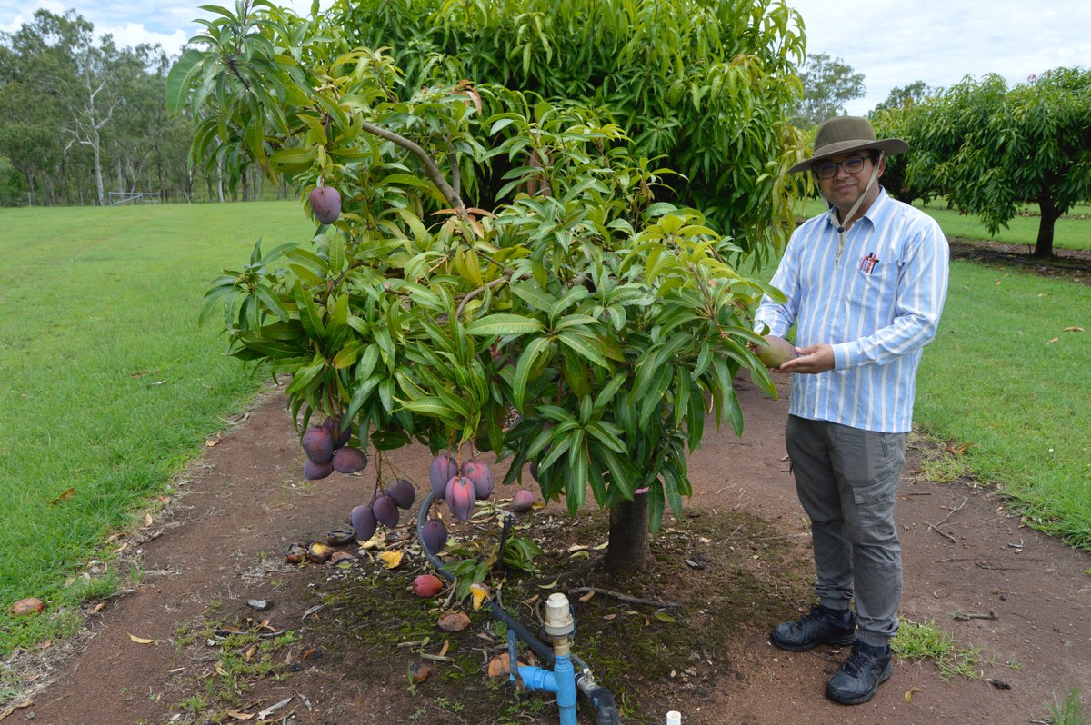 EELaboratory's tweet image. Mango's golden / purply hue is a genetic trait linked with prosperity, health and garden benefits. @westsyduhie in collaboration with @Hort_Au and QDPI aim to discover the genetic mechanisms modulating mango fruit colours, identify markers, and fast forward breeding programs 😀