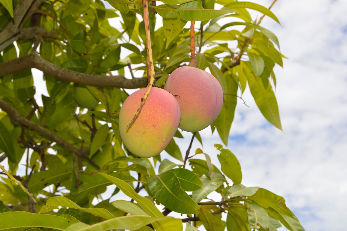 EELaboratory's tweet image. Mango's golden / purply hue is a genetic trait linked with prosperity, health and garden benefits. @westsyduhie in collaboration with @Hort_Au and QDPI aim to discover the genetic mechanisms modulating mango fruit colours, identify markers, and fast forward breeding programs 😀