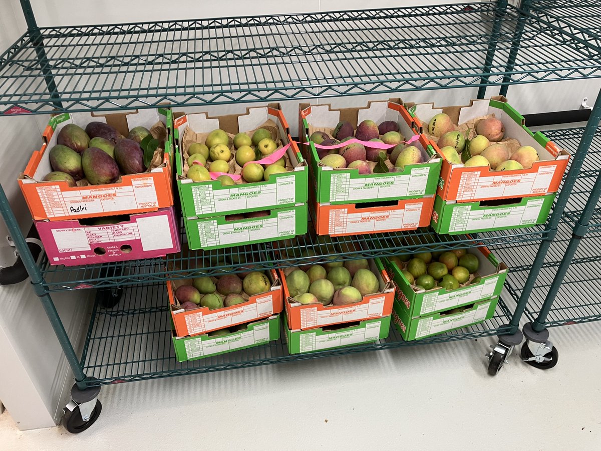 EELaboratory's tweet image. Mango's golden / purply hue is a genetic trait linked with prosperity, health and garden benefits. @westsyduhie in collaboration with @Hort_Au and QDPI aim to discover the genetic mechanisms modulating mango fruit colours, identify markers, and fast forward breeding programs 😀