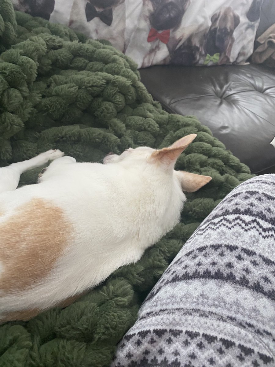 iplante99's tweet photo. Un matin douillet avec mon lover 🥰

#potdecolle https://t.co/eteBc80OZG