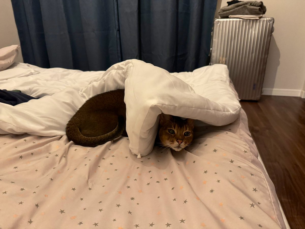 布団に隠れたつもりのとらきち