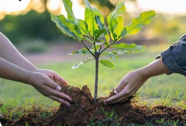 AmantRamgharia's tweet image. #ImportanceOfTrees