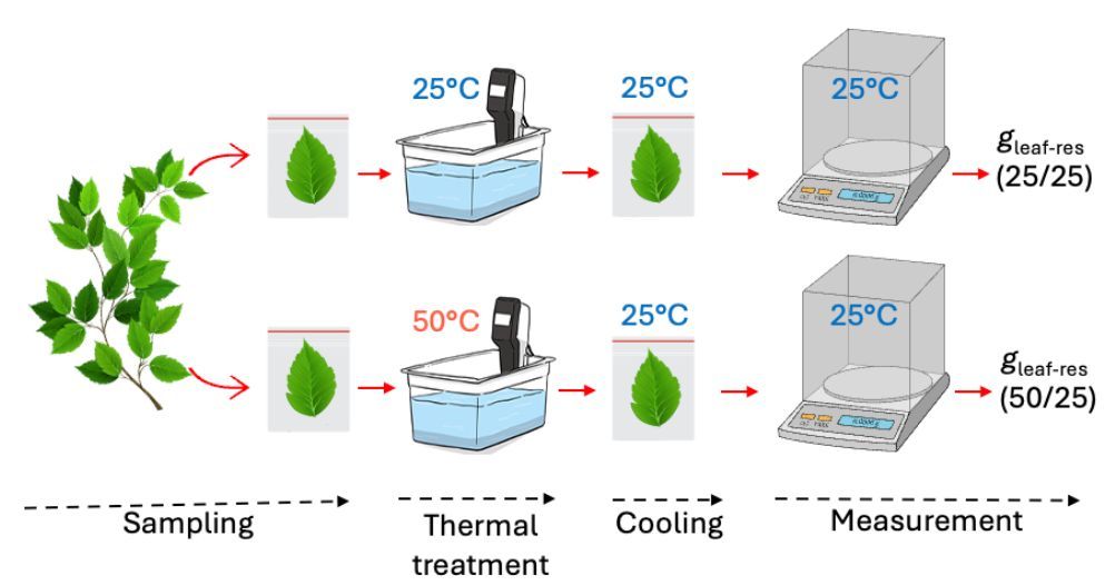Leaf minimum conductance dynamics during and after heat stress: Implications for plant survival under hotter droughts (Viviane de Araújo Brito Fernandes, Fernanda Santos Farnese, Brenner Ryan Arantes, et. al.) doi.org/10.1093/plphys… <a href="/ASPB/">ASPB</a> #PlantSci