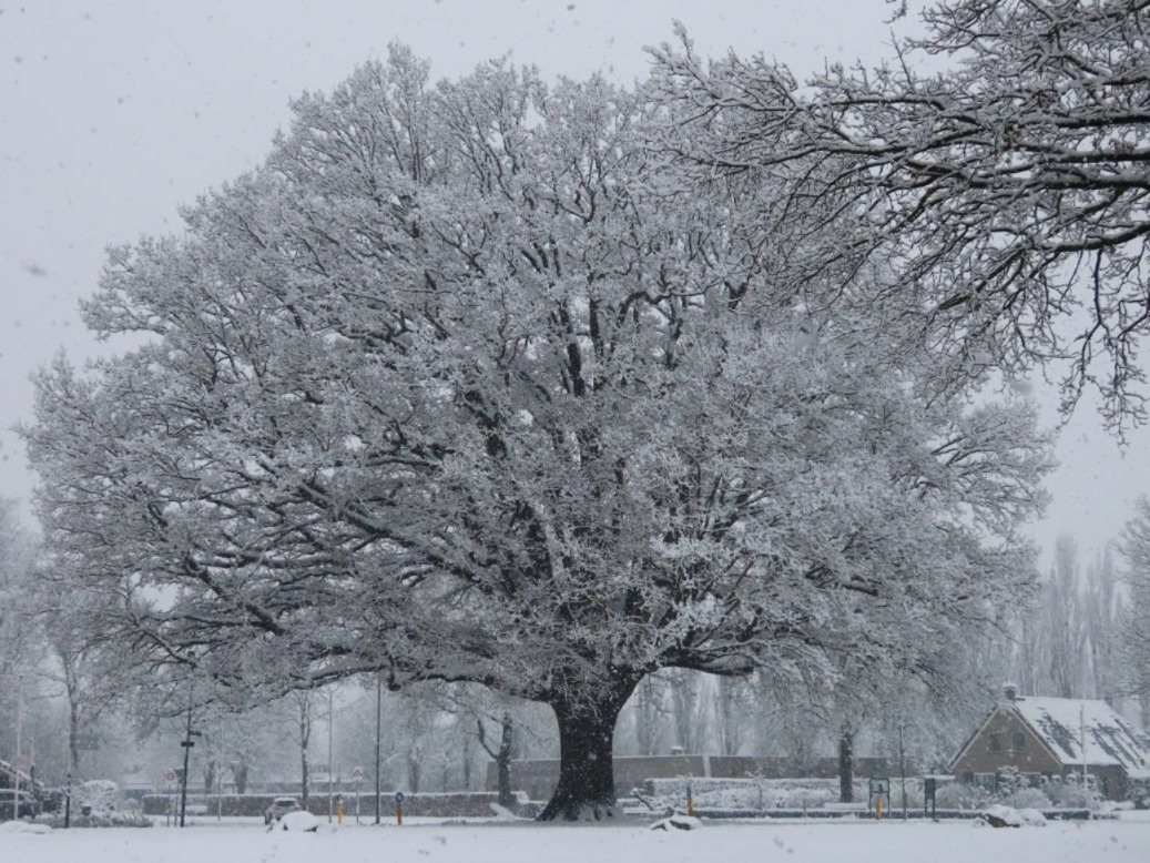 #Drenthe, de mooiste eik van Drenthe en verre omgeving. In winterse versiering.