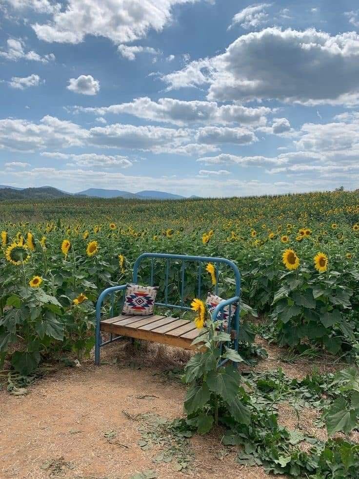 ( 𝘀𝗽𝗮𝗰𝗲𝗿𝘂𝘀𝗵 𝐢𝐧𝐬𝐭𝐚𝐠𝐫𝐚𝐦 𝐮𝐩𝐝𝐚𝐭𝐞 )
——————————————— 
 
❤️ 10.182
𝘀𝗽𝗮𝗰𝗲𝗿𝘂𝘀𝗵. 해바라기처럼 밝게 살아라

𝗏𝗂𝖾𝗐 𝖺𝗅𝗅 1.111 𝖼𝗈𝗆𝗆𝖾𝗇𝗍𝗌