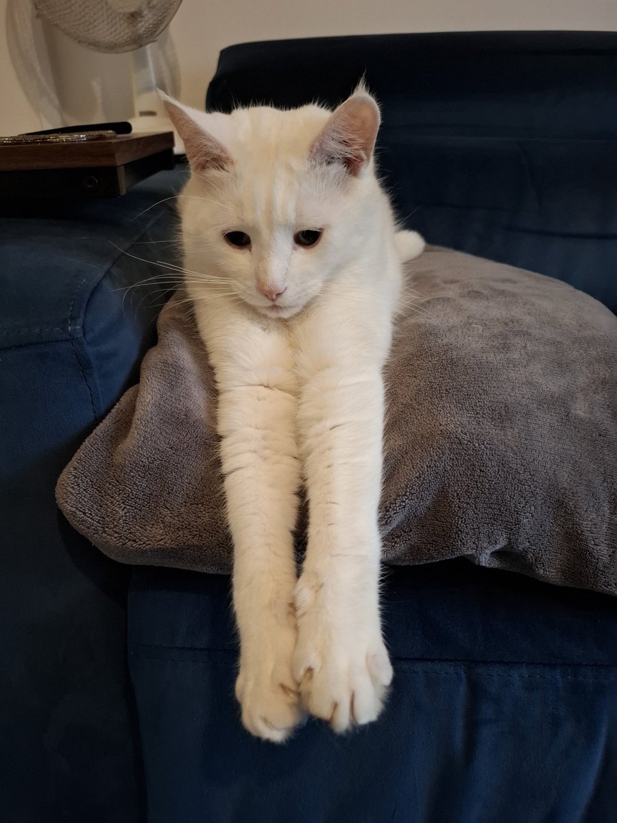 batchbuns's tweet photo. @SusanCalman #Catoftheday Hagrid, what long paws you have 🐾🐾🐾 https://t.co/CBBBCRDQiM
