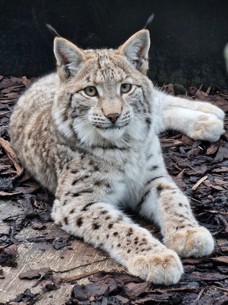 EdinburghZoo's tweet image. Three lynx that were illegally released in the Cairngorms are doing well, having now completed their 30 day quarantine at the zoo 💛

All of the cats are female and we believe they are less than a year old. The trio are healthy and recovering in our quarantine facilities, with…