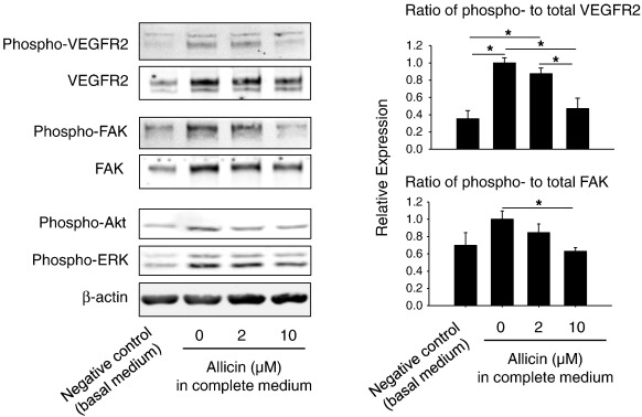 AllicinV's tweet image. #Allicin, the most abundant organosulfur compound in freshly crushed garlic tissues, has been shown to have various health-promoting effects, including #anticancer actions. A better understanding of the effects and mechanisms of allicin on #tumorigenesis could facilitate