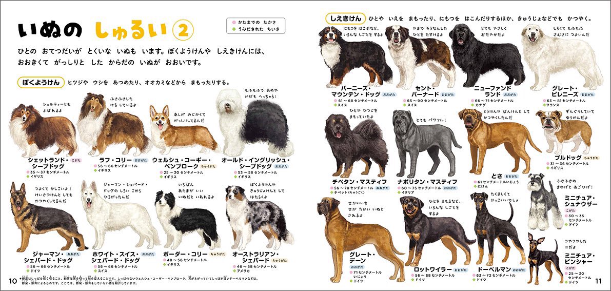 DoraSakio's tweet photo. 図鑑のお仕事で描いた犬達、みてほしい https://t.co/MZR4k9b24L