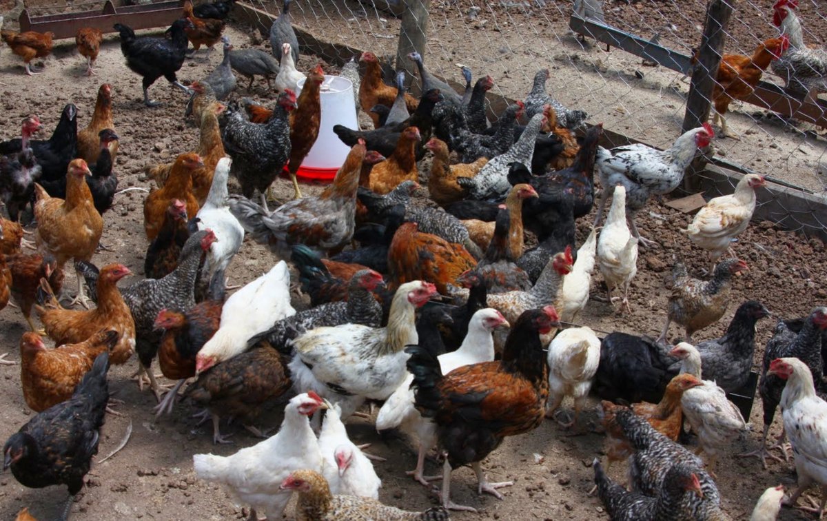 Zoonoses & EID (@zoonoticdisease) on Twitter photo Our newest output on #antibiotic use and access in poultry farming systems in Kenya
doi.org/10.1016/j.oneh…
<a href="/ILRI/">ILRI.org</a>
<a href="/LivUni_IVES/">Inst of Infection Veterinary & Ecological Sciences</a>
<a href="/WSUGlobalHealth/">WSU Global Health</a>
<a href="/Uonunitid/">Institute of Tropical Infectious Diseases (UNITID)</a>
<a href="/Dir_vetservices/">Directorate of Veterinary Services</a>
#AMR
#StopSuperbugs
#OneHealth
Funded by the <a href="/FlemingFund/">The Fleming Fund</a> Our newest output on #antibiotic use and access in poultry farming systems in Kenya
doi.org/10.1016/j.oneh…
<a href="/ILRI/">ILRI.org</a>
<a href="/LivUni_IVES/">Inst of Infection Veterinary & Ecological Sciences</a>
<a href="/WSUGlobalHealth/">WSU Global Health</a>
<a href="/Uonunitid/">Institute of Tropical Infectious Diseases (UNITID)</a>
<a href="/Dir_vetservices/">Directorate of Veterinary Services</a>
#AMR
#StopSuperbugs
#OneHealth
Funded by the <a href="/FlemingFund/">The Fleming Fund</a>