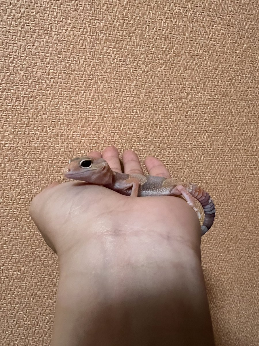 _popipopi___'s tweet photo. 今日のぽぴ https://t.co/BIgXNPSaGr