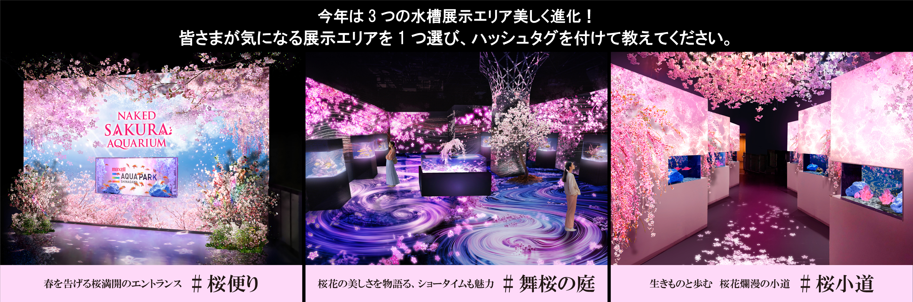 マクセル アクアパーク品川公式 on X: マクセル アクアパーク品川公式 on X: