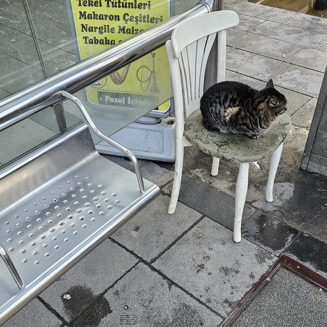 Merhaba halktan kopuk bir şekilde, kendi makam koltuğunda otobüs bekleyen kedi abim merhaba.
