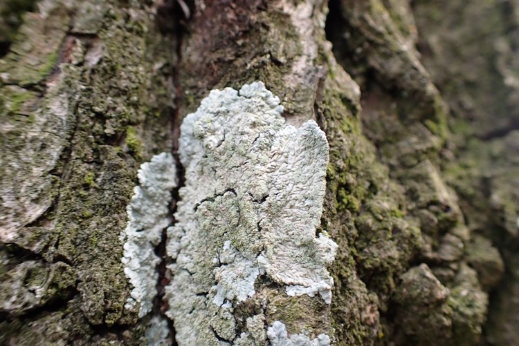 Vandaag op <a href="/rtvoost/">RTV Oost</a> bij "Ja, natuurlijk Overijssel" iets meer verteld over korstmossen, een samenvoeging van schimmel en een alg. Samen zijn ze sterk! Korstmossen hebben bijzondere namen zoals dit kauwgommos.