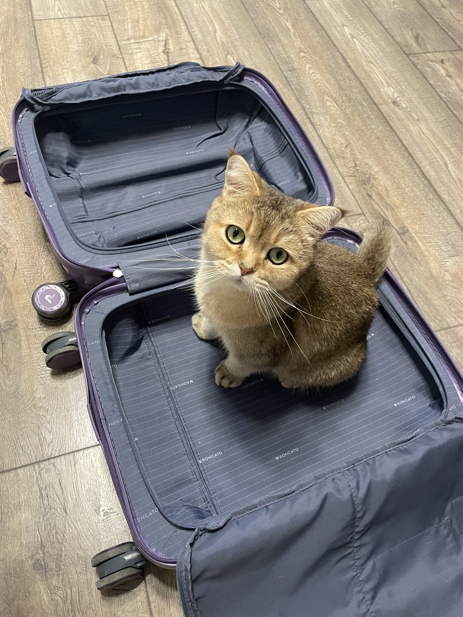 «В смысле я не еду?»