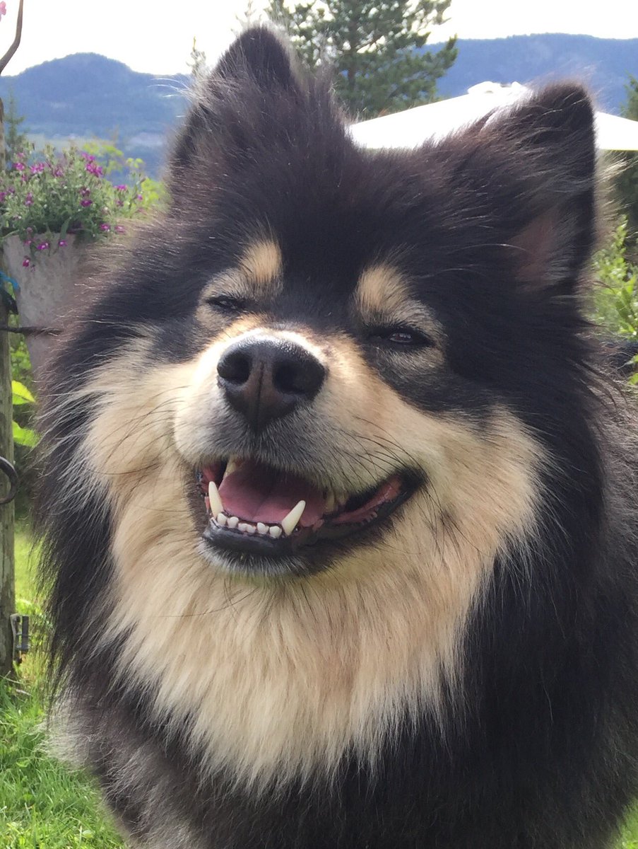 Øystein Johnsen tweet media