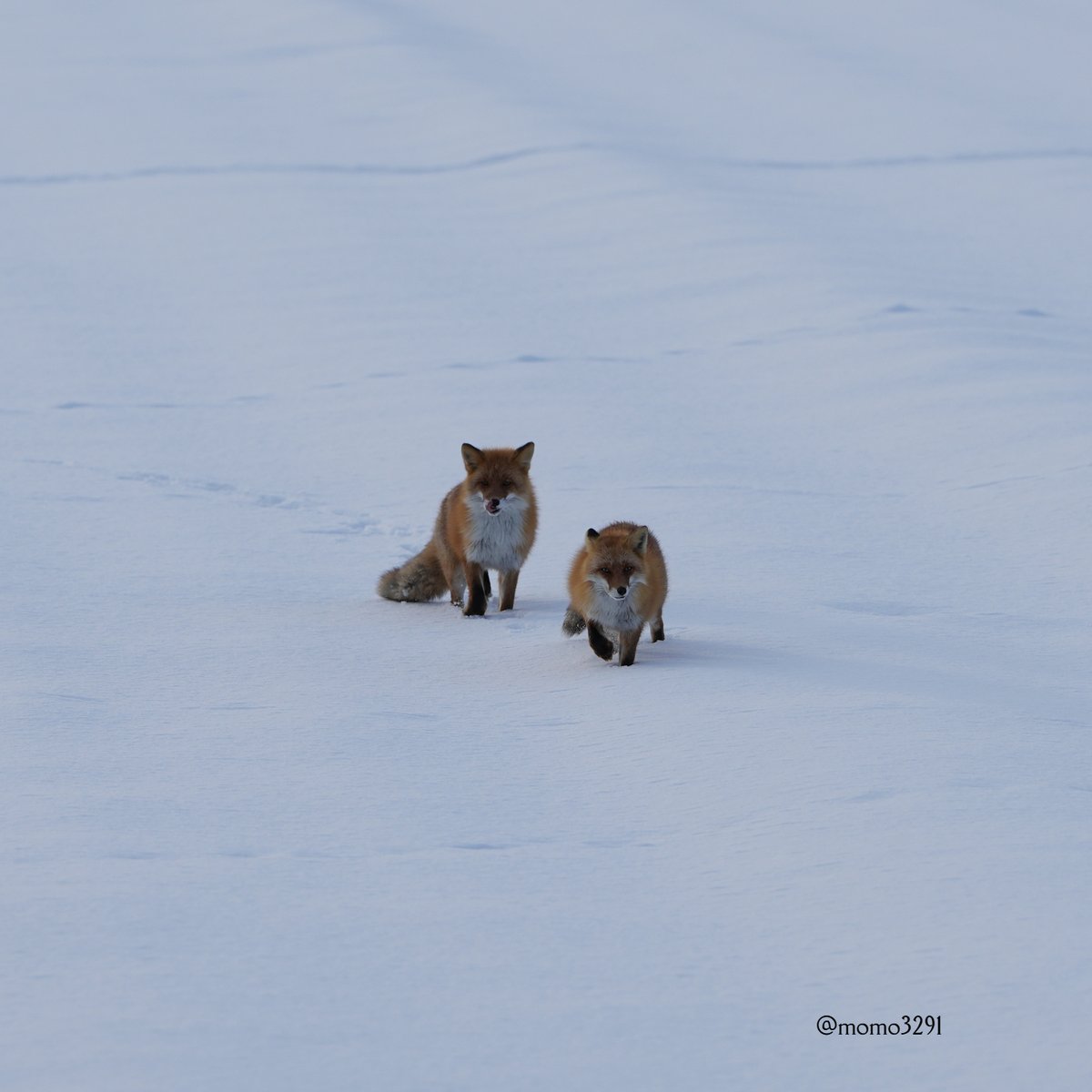 momo3291's tweet image. 野生のペアのキタキツネ🦊

#北海道 #キタキツネ #ペア 
#redfox
