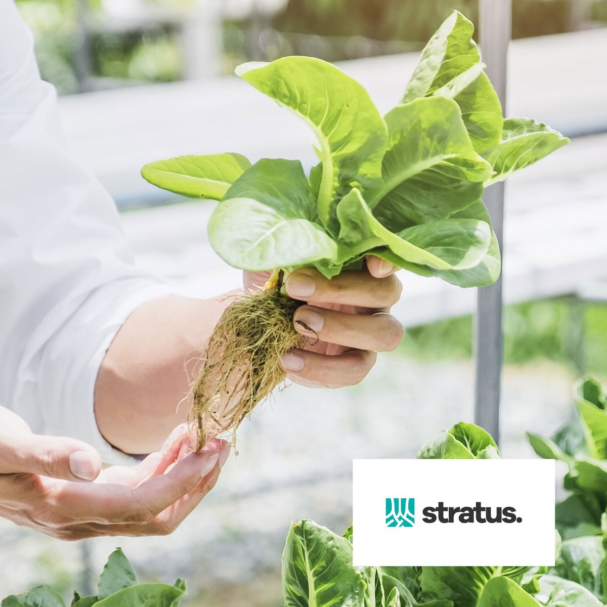 Nutricycle Vlaanderen (@nutricyclev) on Twitter photo Interesse in de nieuwste innovaties in Europa op het vlak van #precisielandbouw, bodemkwaliteit en biogebaseerde #meststoffen?
Schrijf je dan in voor het (gratis) online event van het <a href="/STRATUS_EU/">STRATUS Horizon Europe 🇪🇺</a> project op 26/02. Meer info en registratie: stratusproject.eu/advancing-fert…
#STRATUS_EU Interesse in de nieuwste innovaties in Europa op het vlak van #precisielandbouw, bodemkwaliteit en biogebaseerde #meststoffen?
Schrijf je dan in voor het (gratis) online event van het <a href="/STRATUS_EU/">STRATUS Horizon Europe 🇪🇺</a> project op 26/02. Meer info en registratie: stratusproject.eu/advancing-fert…
#STRATUS_EU