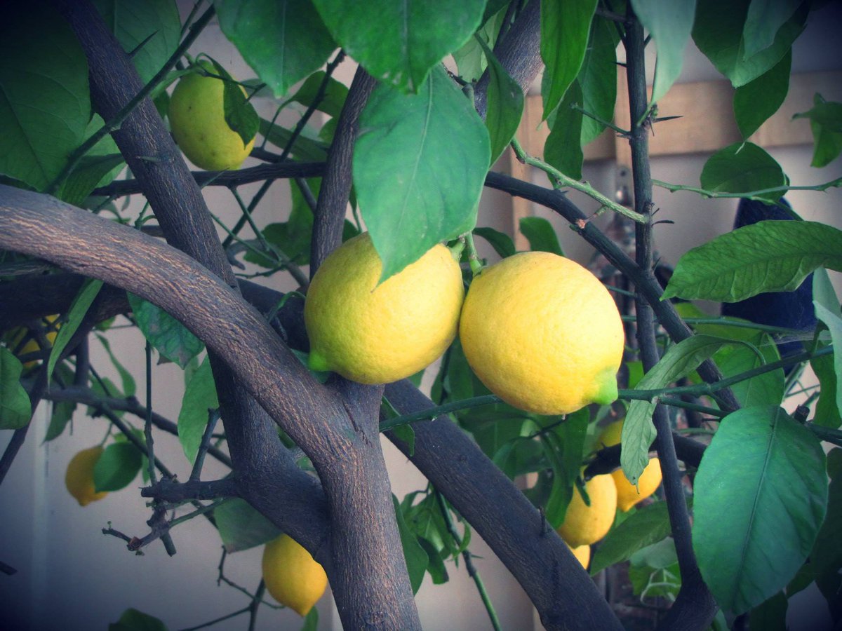 My Grandma's Lemon Tree. 
It's a unique tree, as only my grandma ''was allowed'' to pick lemons from it. It would have stopped pleasing us with its fruits as soon as someone else dared to touch it
A lemon tree with artsakhtsi character!!!
#Hadrout #Artsakh #NK #Armenia