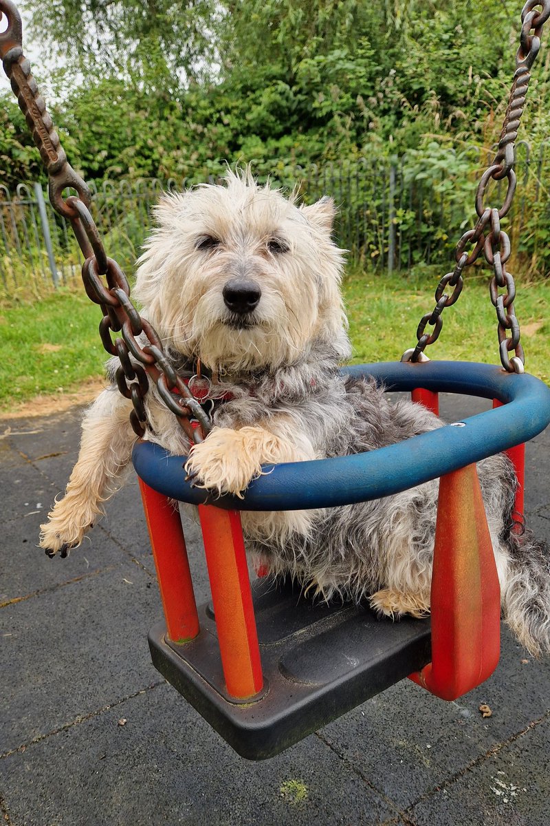 jennystape's tweet photo. Throwback Thursday to when my gorgeous big bruvver from another Muvver was put in baby swings 🤭
#ThrowbackThursday #BovverBoys #BovverBoysForever #BabySwing
#Rupes #Rupey #BooBoo #Rupert
#MissYouAlways https://t.co/mKHc7zGMxd
