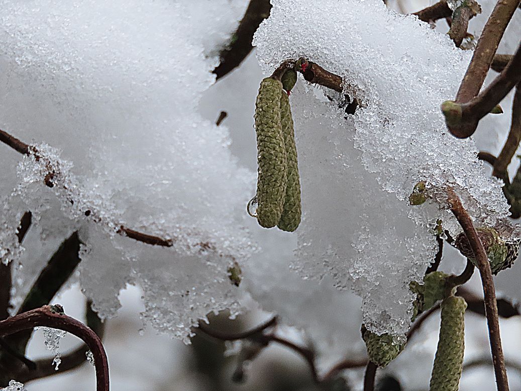 #Winterenlente in één beeld. Uiteindelijk wint de lente.