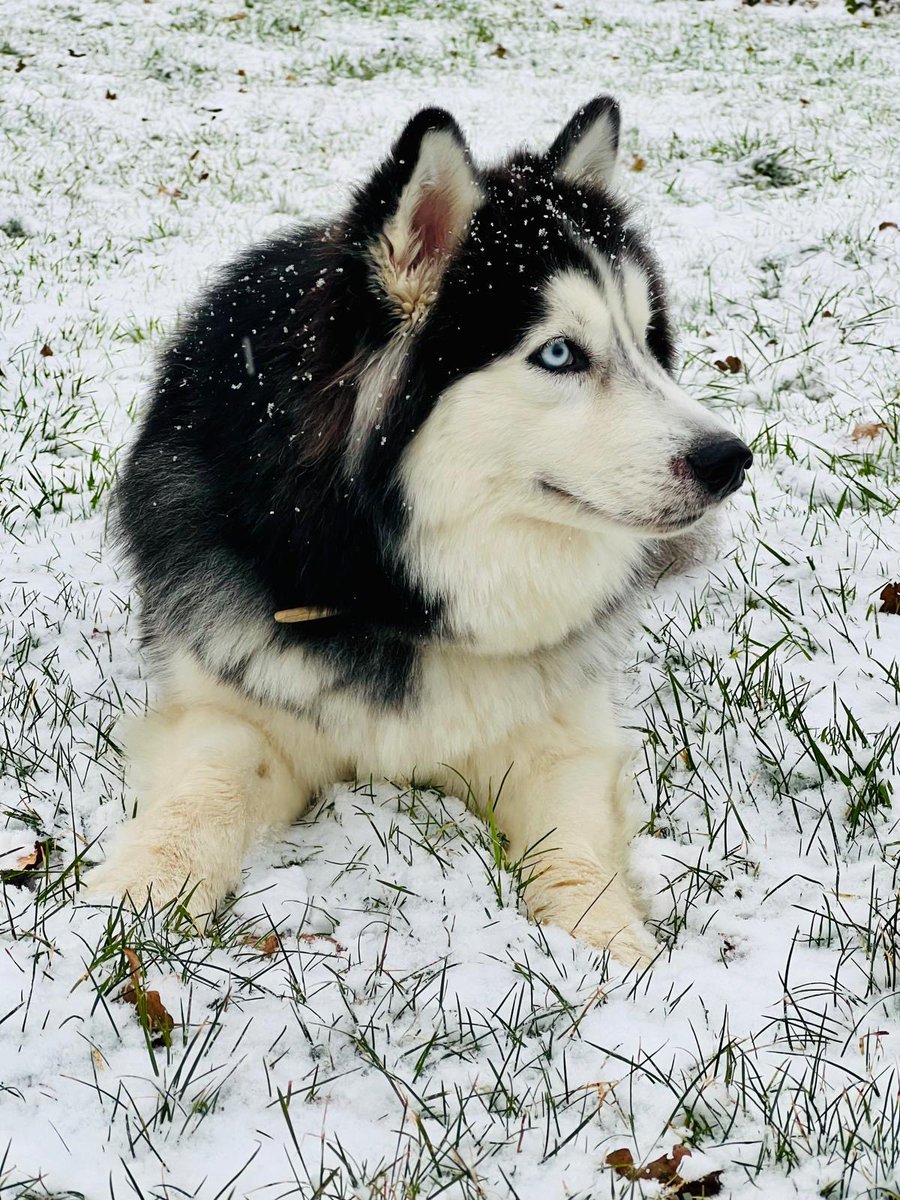 Niall Harbison tweet media