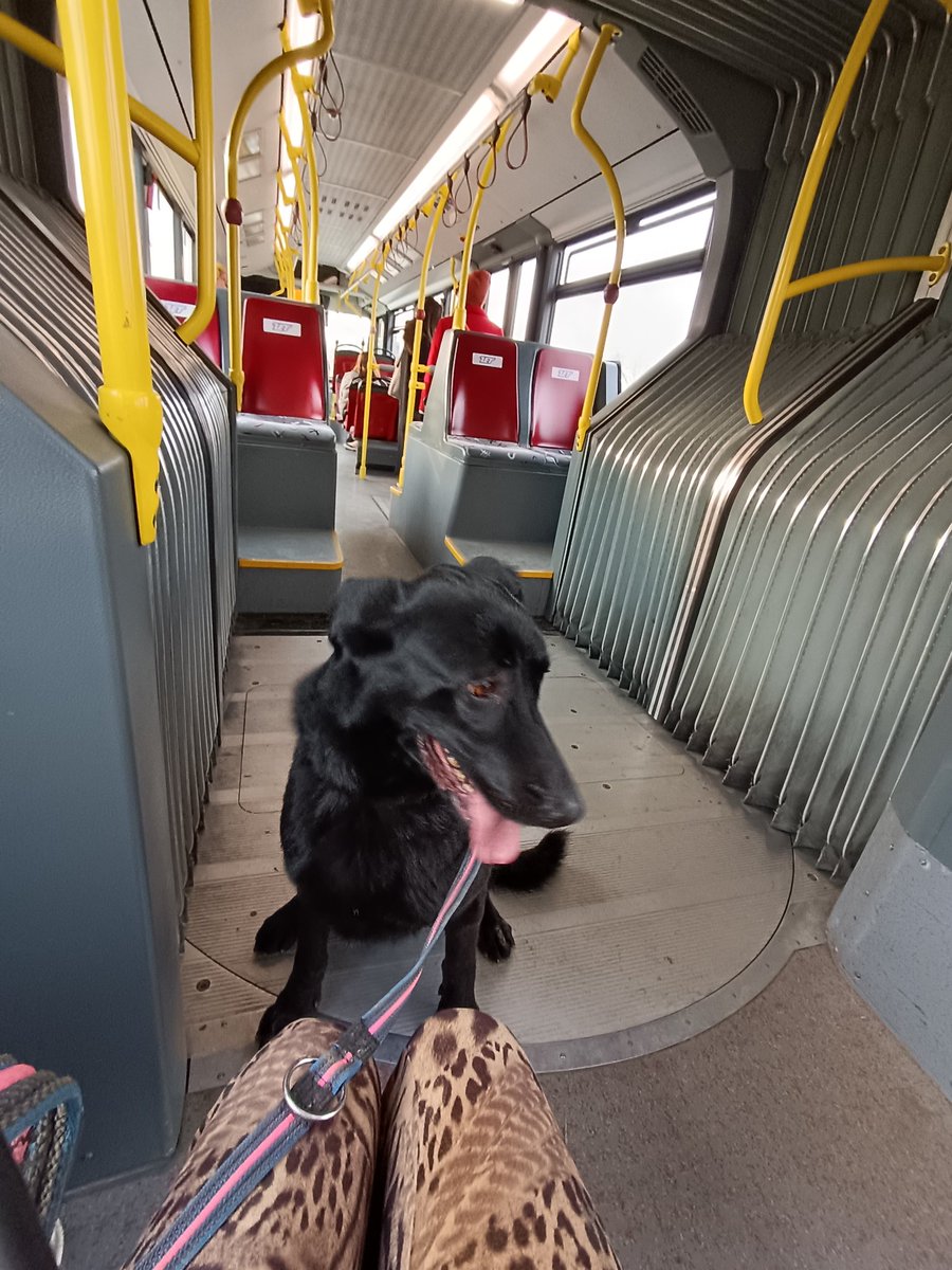 CarobnaVatra's tweet image. Ima li kog u Zg il okolici da bi uzeo ovo crno zlato na privremeni smještaj? Čipirana je, sterilizirana, cijepljena,sve za nju dolazi u paketu s njom tako da nemate nikakvih dodatnih troškova.udomljava se,al ako ne mozete udomit bar privremeni smjestaj da joj date u stanu il kuci