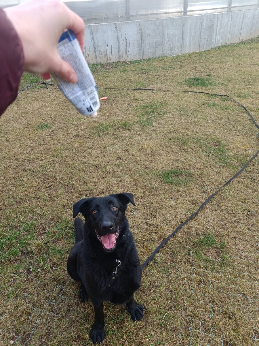 CarobnaVatra's tweet image. Ima li kog u Zg il okolici da bi uzeo ovo crno zlato na privremeni smještaj? Čipirana je, sterilizirana, cijepljena,sve za nju dolazi u paketu s njom tako da nemate nikakvih dodatnih troškova.udomljava se,al ako ne mozete udomit bar privremeni smjestaj da joj date u stanu il kuci