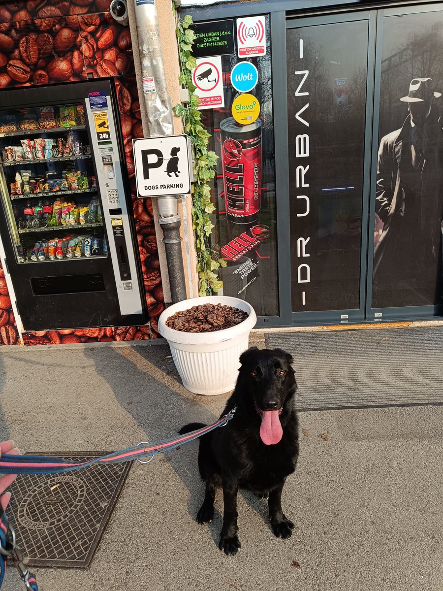 CarobnaVatra's tweet image. Ima li kog u Zg il okolici da bi uzeo ovo crno zlato na privremeni smještaj? Čipirana je, sterilizirana, cijepljena,sve za nju dolazi u paketu s njom tako da nemate nikakvih dodatnih troškova.udomljava se,al ako ne mozete udomit bar privremeni smjestaj da joj date u stanu il kuci