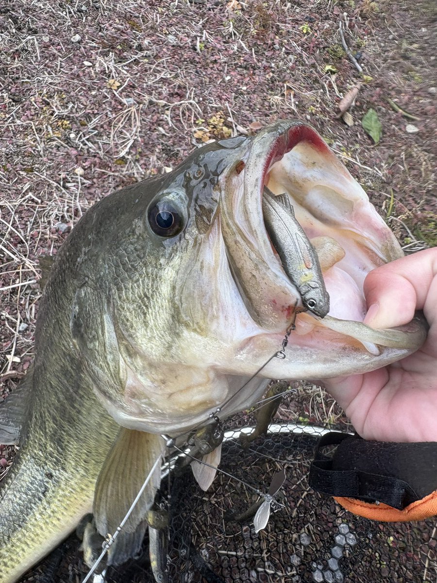 fishing0812's tweet photo. 55/3キロ含む40up3本🔥🔥🔥
プロップフッカーゼロ＋ハドエラ4のセットが🙆

#incyde #プロップフッカーゼロ https://t.co/sojBP1KXvg