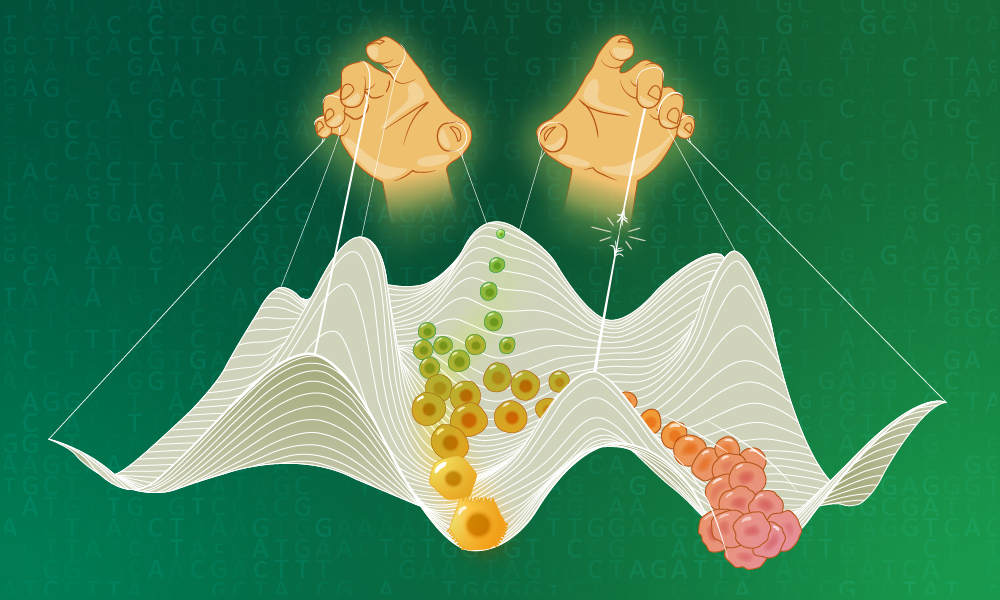 Department of Biomedicine (@depbiomedicine) on Twitter photo Researchers from the <a href="/DepBiomedicine/">Department of Biomedicine</a> , the <a href="/embl/">EMBL</a> and the <a href="/DKFZ/">DKFZ</a> have uncovered a key mechanism regulating cell fate plasticity. In their groundbreaking study, <a href="/AryanKamal_/">Aryan Kamal</a> from the <a href="/zauggj/">Judith Zaugg</a> group together with <a href="/ecyrblim/">Bryce Lim</a> from the <a href="/MoritzMall/">Moritz Mall</a> group identified safeguard Researchers from the <a href="/DepBiomedicine/">Department of Biomedicine</a> , the <a href="/embl/">EMBL</a> and the <a href="/DKFZ/">DKFZ</a> have uncovered a key mechanism regulating cell fate plasticity. In their groundbreaking study, <a href="/AryanKamal_/">Aryan Kamal</a> from the <a href="/zauggj/">Judith Zaugg</a> group together with <a href="/ecyrblim/">Bryce Lim</a> from the <a href="/MoritzMall/">Moritz Mall</a> group identified safeguard