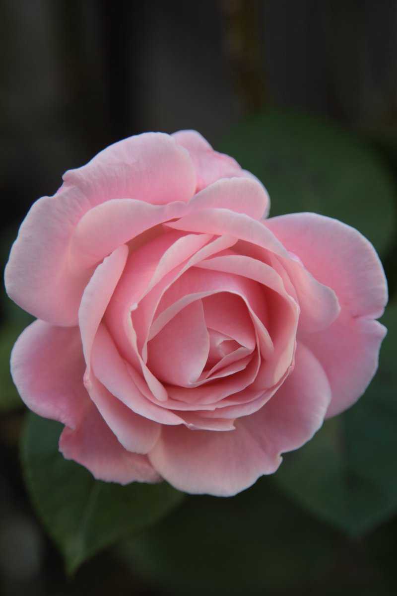 Rose 😊

#Photography #Flowers #Rose