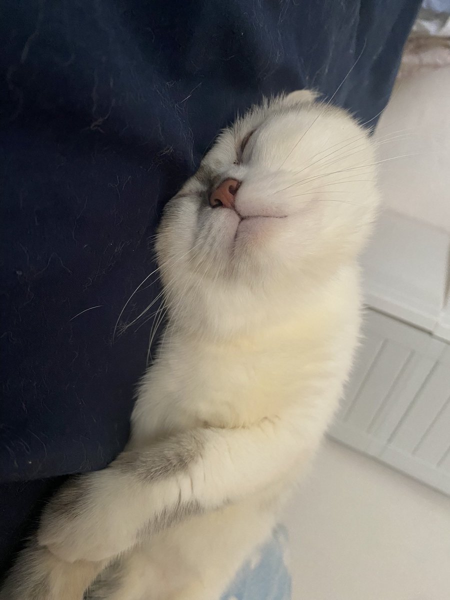 ada yg tau knp palanya bs penyet gini??