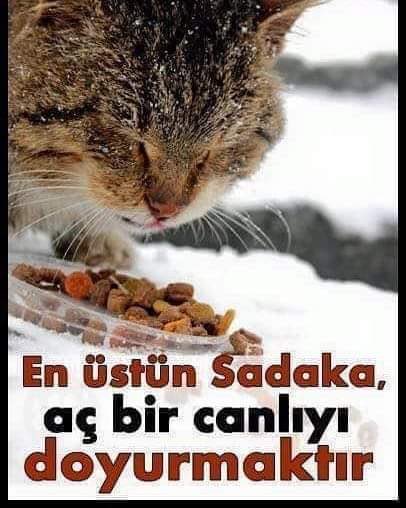 "En üstün sadaka aç bir canlıyı doyurmaktır." Hz.Muhammed (s.a.v.)

Yakınınızda olan yaşlı, hasta, öksüz, yetim ve kimsesize hal hatır sorup, aç açıkta bırakmadan, sokağınızdaki hayvanlara bir lokma ekmek bir yudum su vermeden kurtuluşa ermek beraatı kazanmak mümkün değildir.