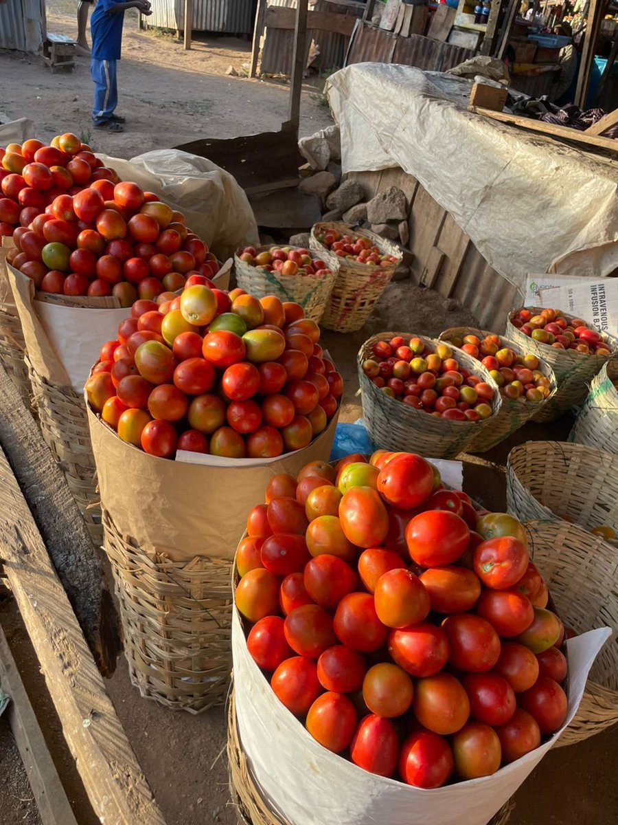 baliat22's tweet photo. Upload basket of tomato 45,000. A basket contains 18-19 custard rubber and if you are buying 5 baskets upward, it's 42,500 per basket https://t.co/zFsxTCSBI4