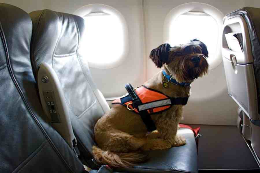 Radio 13c (@radio_13c) on Twitter photo El Sernac ofició a aerolíneas por traslado de mascotas.
<a href="/kikemujica/">enrique mujica</a> conversa con Mauricio Jullian, abogado de Comprador Protegido, experto en derecho al consumidor.
#CuatroCabezas
Nos puedes escuchar en la 102.1📻 radio13c.cl 🎧 y la App Radio13c 📲 El Sernac ofició a aerolíneas por traslado de mascotas.
<a href="/kikemujica/">enrique mujica</a> conversa con Mauricio Jullian, abogado de Comprador Protegido, experto en derecho al consumidor.
#CuatroCabezas
Nos puedes escuchar en la 102.1📻 radio13c.cl 🎧 y la App Radio13c 📲