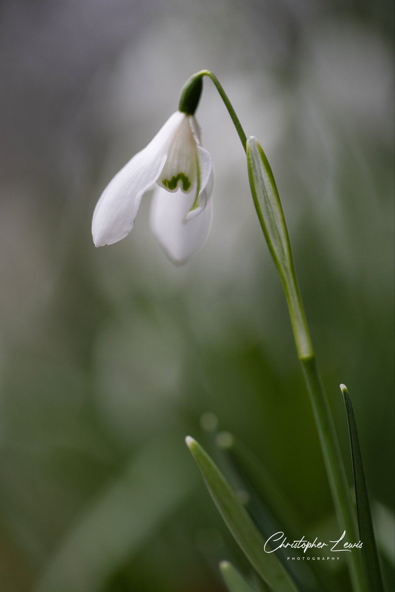 Christopher Lewis Photography (@chrislewispics) on Twitter photo Put my closeup macro lens on this morning to get these beautiful photos of the snowdrops In Boston cemetery
<a href="/Bostonboro/">Boston Borough Council</a> <a href="/VisitBostonUK/">Visit Boston</a> @BostonBoston <a href="/Visit_Lincs/">Visit Lincolnshire</a> <a href="/LincolnshireLyf/">Life In Lincolnshire</a> #LincsConnect #snowdrops #scenic #bostoncemetery Put my closeup macro lens on this morning to get these beautiful photos of the snowdrops In Boston cemetery
<a href="/Bostonboro/">Boston Borough Council</a> <a href="/VisitBostonUK/">Visit Boston</a> @BostonBoston <a href="/Visit_Lincs/">Visit Lincolnshire</a> <a href="/LincolnshireLyf/">Life In Lincolnshire</a> #LincsConnect #snowdrops #scenic #bostoncemetery