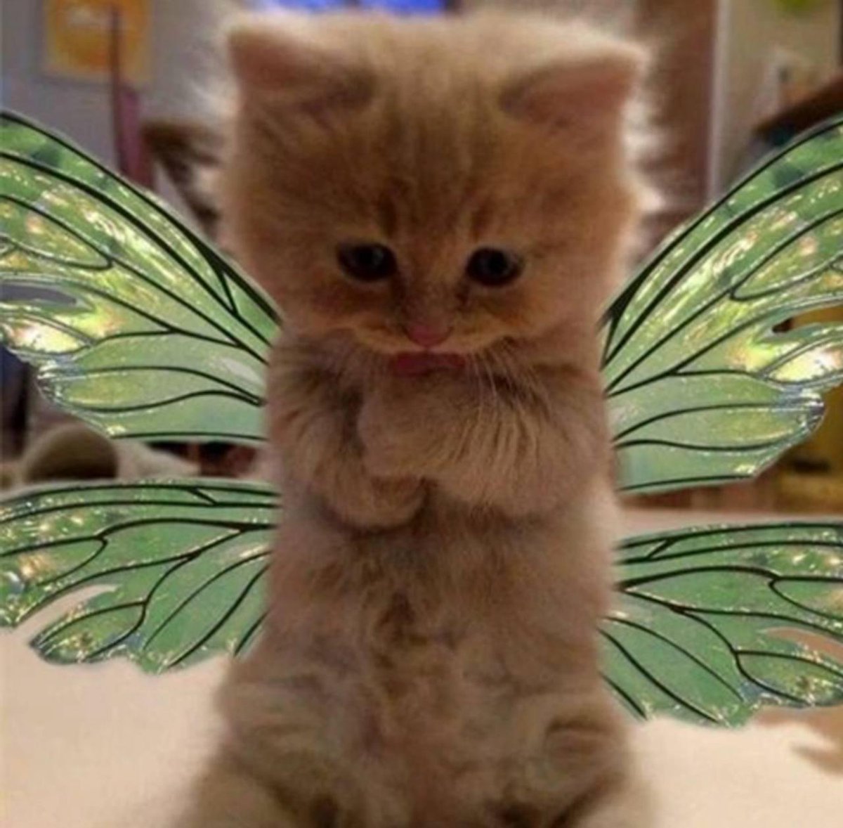 Raider Et Al (@raider_etal) on Twitter photo <a href="/W0LF0FCRYPT0/">The Wolf Of Crypto Streets</a> How about #FairyCat? She'd be more appreciating
X: <a href="/fairycatcto/">FairyCatCTO</a>
CA: 8u2y7JSRddNs8a1f1cjuyJjjHoCJvZ12e445fQepnpfE <a href="/W0LF0FCRYPT0/">The Wolf Of Crypto Streets</a> How about #FairyCat? She'd be more appreciating
X: <a href="/fairycatcto/">FairyCatCTO</a>
CA: 8u2y7JSRddNs8a1f1cjuyJjjHoCJvZ12e445fQepnpfE