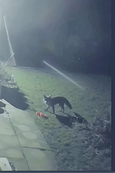 Dawniiw's tweet image. One of our regular visitors 🦊🥰🤎 #securitycamera